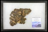 Pyritized, Polished Sauropod Bone - Isle Of Wight #131215-1